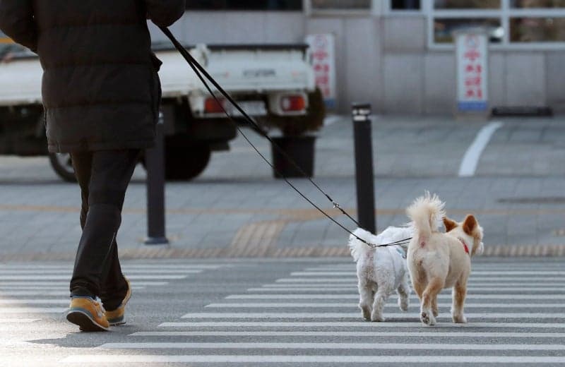 태백시, "개·고양이 식당 출입 대개방" 반려동물 동반 음식점 정착 지원