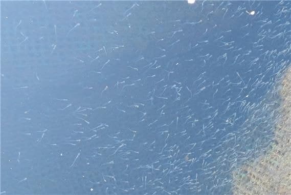 기후변화·과도한 어획에 도루묵 급감… 어린 도루묵 40만 마리 방류로 자원 회복 나서