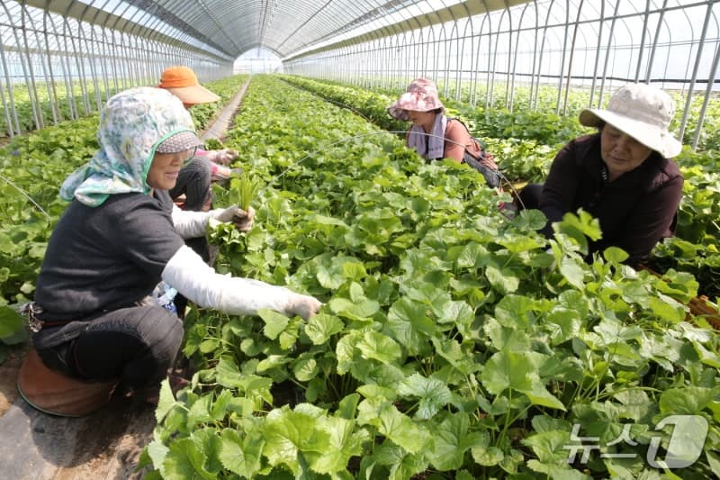 '알싸한 봄 향기 듬뿍' 양구 명품 곰취, 전국 식탁 공략 나선다