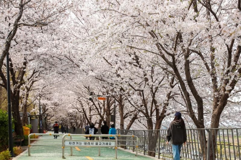 성동구, '제9회 송정마을 벚꽃축제' 개최…벚꽃길 따라 즐기는 봄