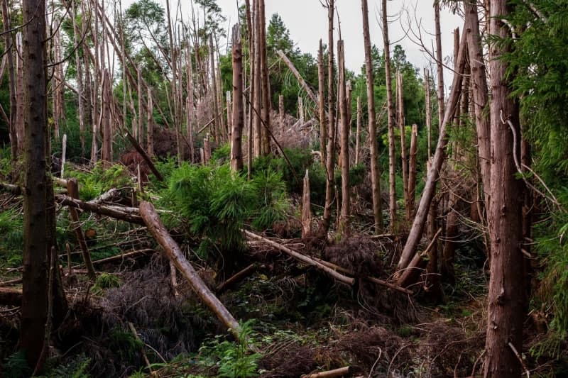 버려지는 나무 재발견, '친환경 소독제' 과산화수소 만든다…KIST, 고효율 탄소촉매 개발