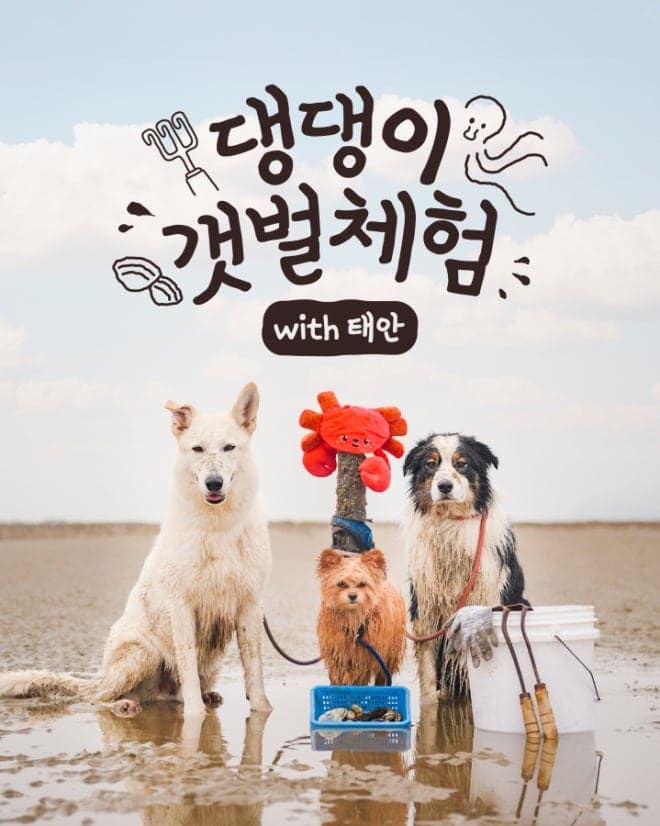 “물 때 맞춰 반려견과 함께”…태안군, 안면도 갯벌서 이색 산책 프로그램 운영