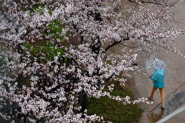 전국 곳곳에 봄비, 낮 최고 18도 포근…일부 미세먼지 '나쁨'
