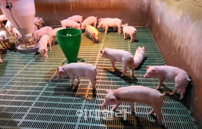 경기도, 올해 양돈농가 사육환경 개선 및 종돈 개량사업에 26억 원 투입