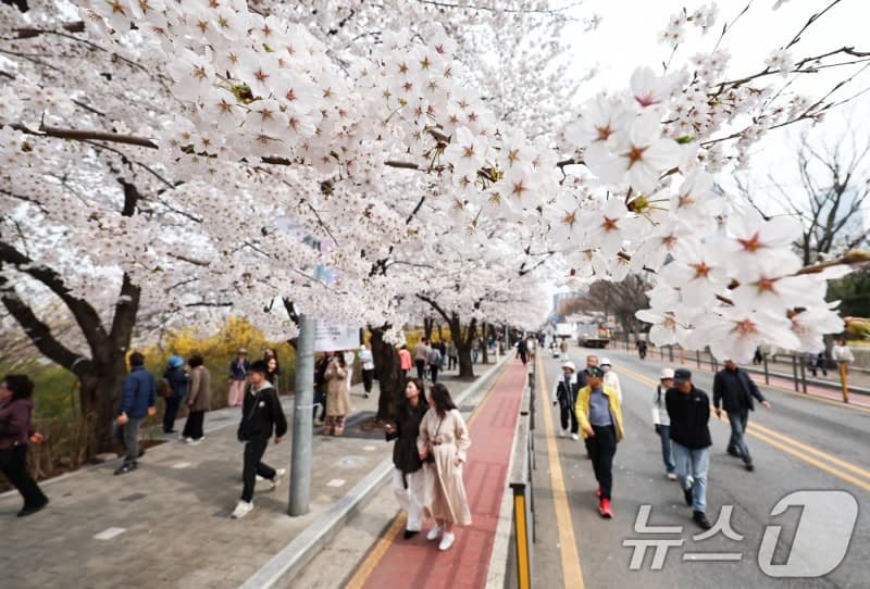 교통통제된 윤중로서 벚꽃 즐기는 시민들, 8일까지 축제