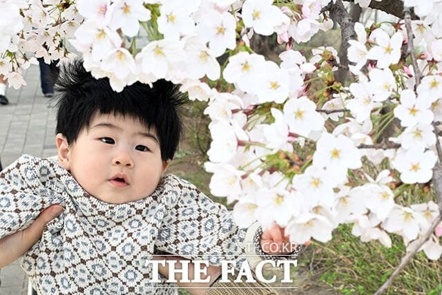 '생애 첫 벚꽃 나들이' 윤중로 벚꽃 만개