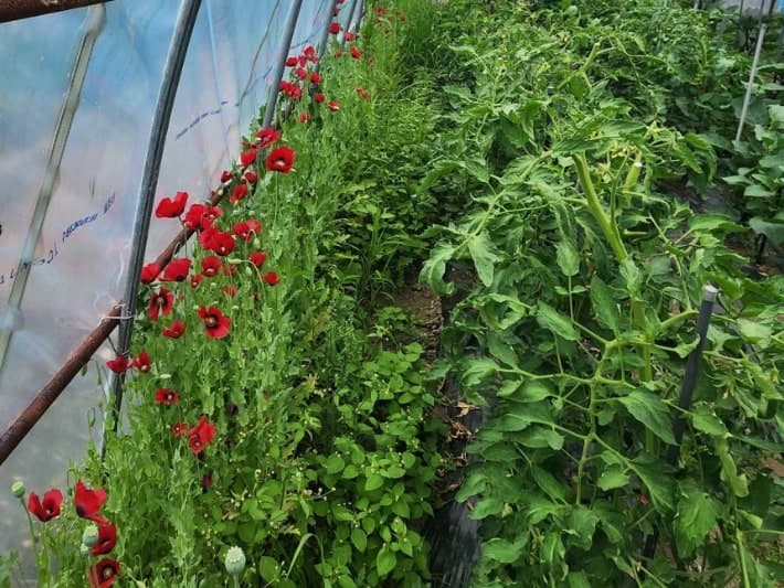 해경, 도심·섬 곳곳 '마약' 양귀비·대마 불법 재배 집중단속