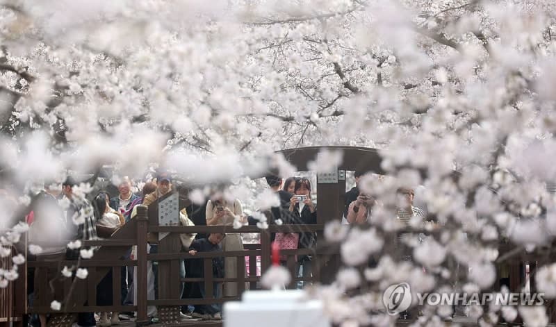 창원특례시, 진해군항제 벚꽃 명소 개화 현황 제공 "관광 만족도 UP"