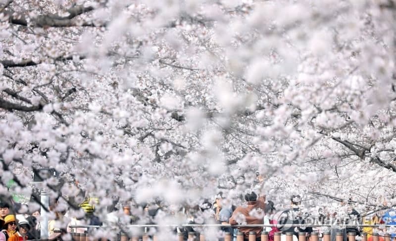 벌써 벚꽃 엔딩? 주말 비바람…제주 최고 150㎜ 봄 호우