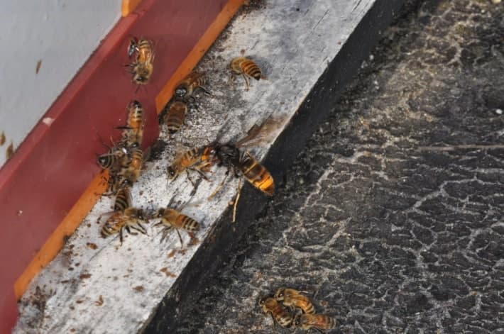 농진청 "등검은말벌, 봄철 전국 동시 방제해야 꿀벌 피해 줄여 효과 커"