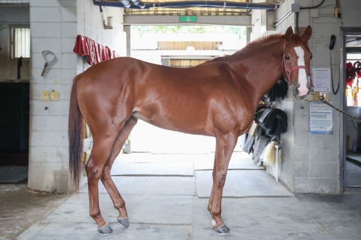 "암말 최강 누구냐" 루나스테이크스 5일 개최, 삼관 암말 향한 첫 관문