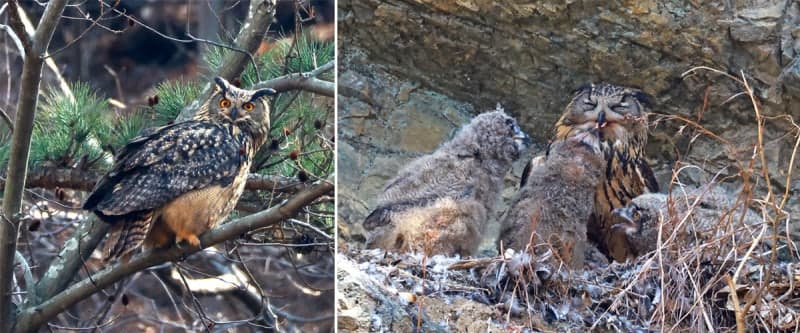 '밤의 제왕' 멸종위기 수리부엉이 새끼 4마리 울산서 포착