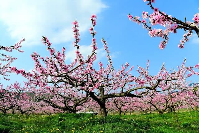 청도군, “과수 꽃가루은행이 도와드립니다”…고품질 과일 생산 지원