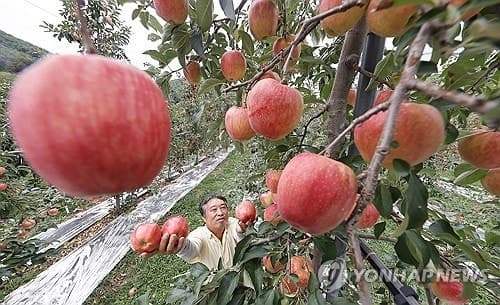 이상기후로 흔들리는 사과 생산량, 10% 확대해 수급 안정 추진