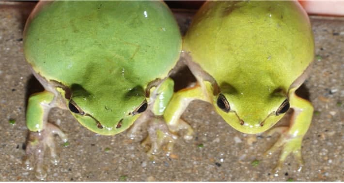 기후부, 4월 멸종위기 야생생물로 '수원청개구리' 선정… 논이 줄어 사라지고 있어요