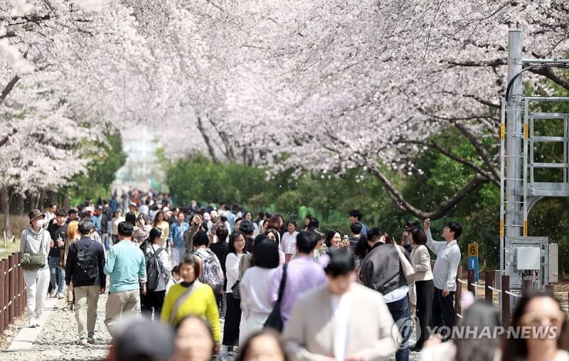 흩날리는 진해 여좌천 벚꽃…분홍빛 도심