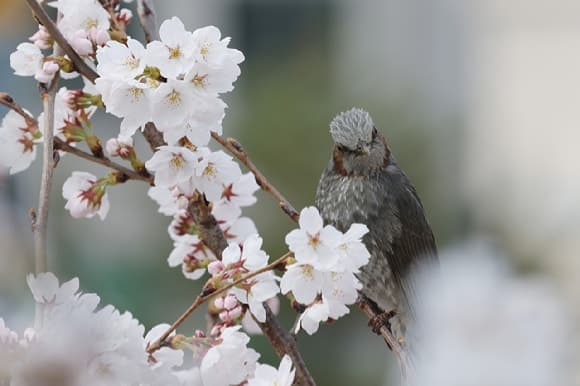 "벚꽃 구경, 이번 주 지나면 끝?" 주말 전국에 강한 비바람 몰려온다