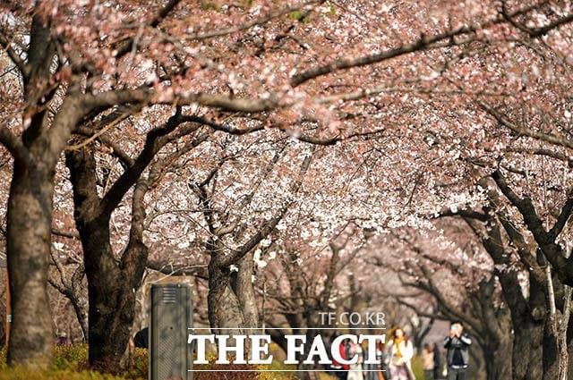 300만 몰리는 '여의도 봄꽃축제'…행안부, 안전관리 총력 강화