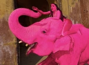 화보 촬영에 이용된 '분홍칠' 코끼리 사망…"동물 학대" 논란 확산