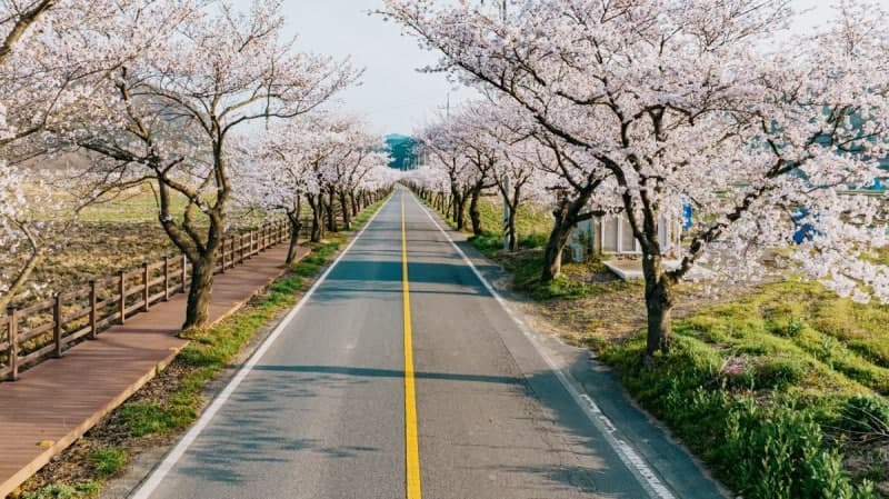 보령에 봄꽃 만발…11일 주산벚꽃·옥마산봄꽃 축제 동시 개최