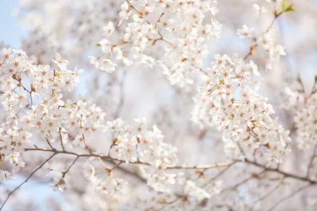 "1년 기다린 벚꽃길인데…" 넷플릭스 드라마 촬영에 '길막' 당해 시민들 분통