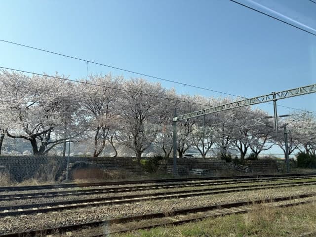 경남, '벚꽃 루트'로 대만 단체관광객 유치…전세기 타고 즐기는 '피크닉 관광' 카드