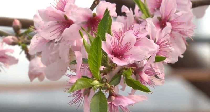 미세먼지 '나쁨' 밤부터 전국에 봄비, 내일 오후까지 이어져