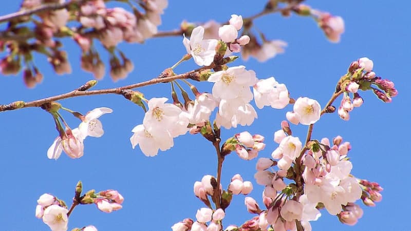 맑다가 밤부터 수도권 비…아침기온 뚝 떨어져 서울 5도