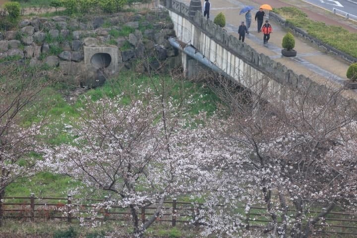 벚꽃 절정인데 전국에 비…전남·경상엔 강한 비바람 '주의'