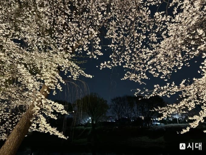 전국 강풍 동반 봄비, 벚꽃엔딩 주의보