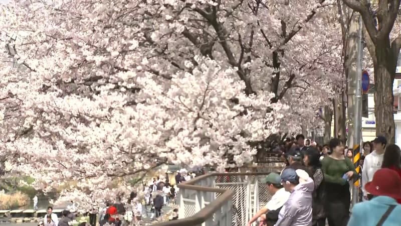 솜사탕 벚꽃 가득한 '불광천', 상춘객 북적...주말 하늘 맑아져