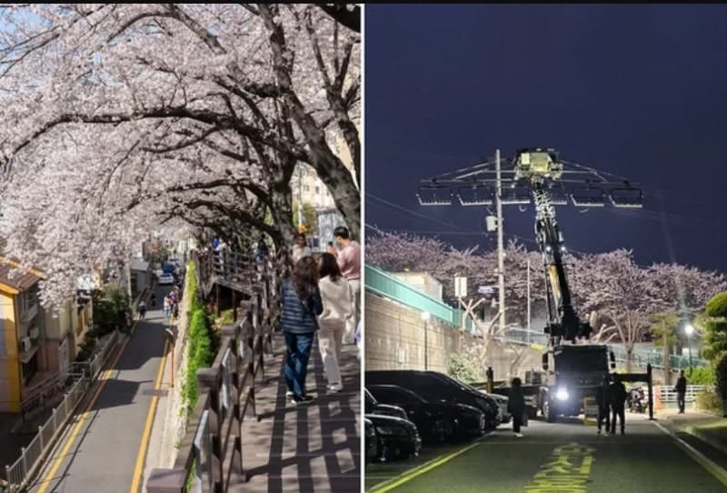 "1년 기다린 벚꽃인데 길막?" 부산 벚꽃 명소, 드라마 촬영 통제로 관광객 불만 '폭주'