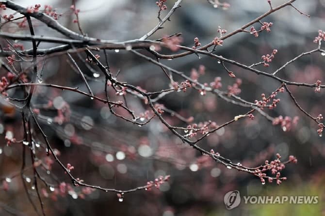 전국 곳곳 봄비, 남해안·제주 강풍 동반 최고 80mm 쏟아져