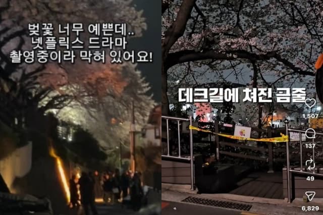 "1년 기다린 벚꽃인데 길막?" 부산 벚꽃 명소 촬영 통제에 관광객 '헛걸음' 불만 폭주