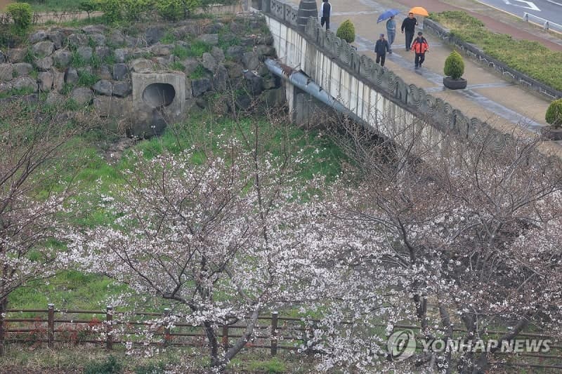 전국 봄비, 남부 폭우·강풍…벚꽃엔딩
