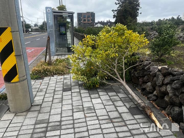 강풍에 나무 쓰러지고 전신주 스파크…제주 14건 피해 잇따라