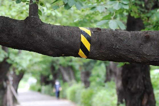 야간에 흉기 들고 가로수 난도질한 50대 남성, 징역 8개월 선고