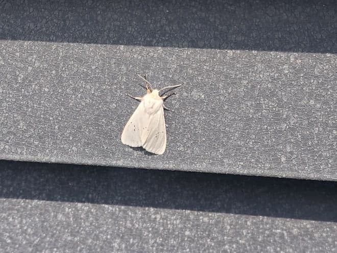 미국흰불나방 3월 말 이례적 조기 출현…충남도 "선제 방제" 비상
