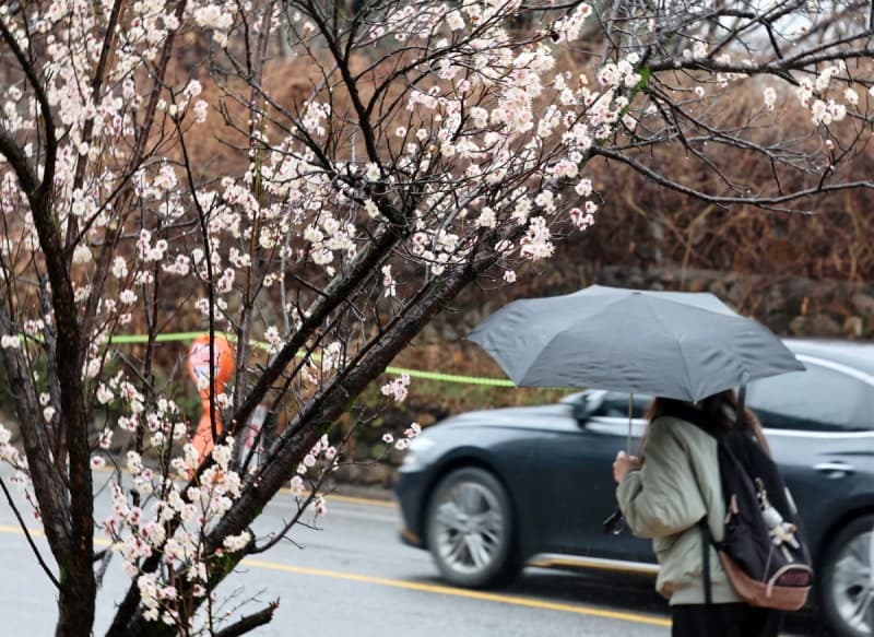 오늘밤부터 월요일 낮까지 전국에 봄비…화요일 기온 '뚝' 떨어져