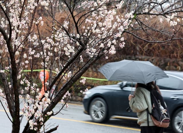 오늘밤부터 월요일 낮까지 전국에 봄비…화요일 기온 '뚝' 떨어져