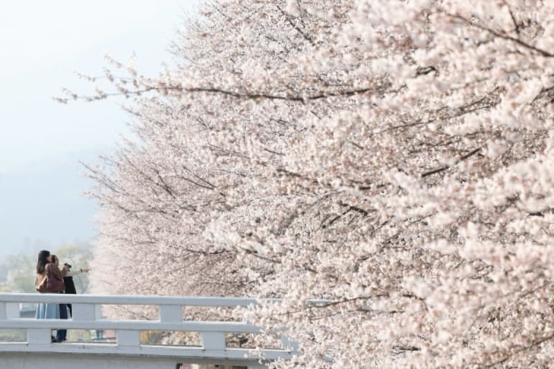 포근한 봄 날씨, 낮 최고 20도…밤부터 전국 비 소식 "벚꽃 서둘러야"