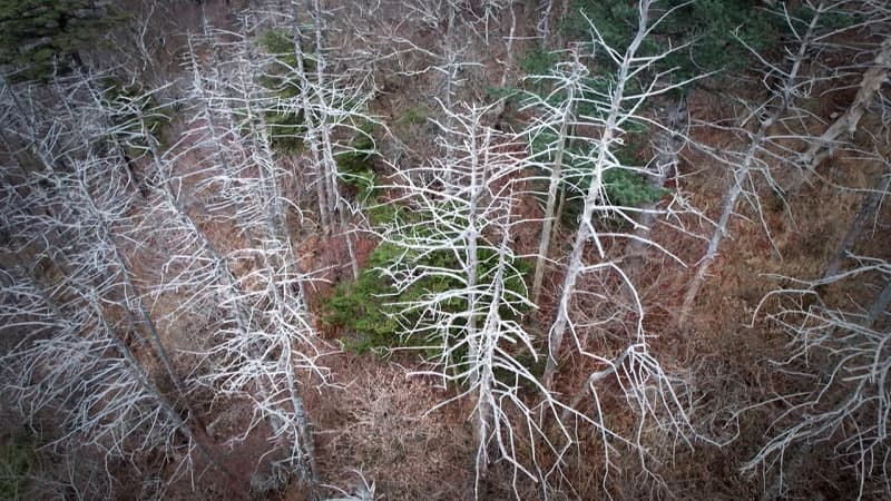 '기후위기'에 백두대간 침엽수 집단 고사 확산…한라산 구상나무 '멸종' 단계