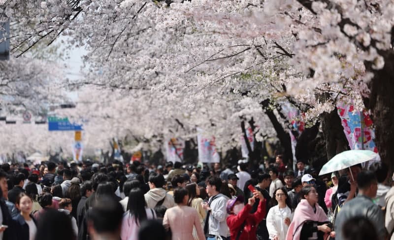 흐린 하늘도 못 막았다…벚꽃 절정 맞은 주말, 전국 명소 인산인해