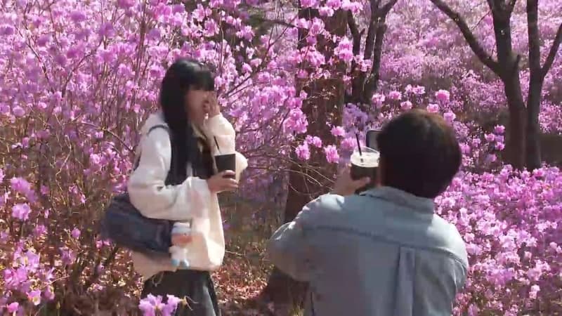 수만 그루 진달래 향연…원미산 분홍빛 물결에 상춘객 북적