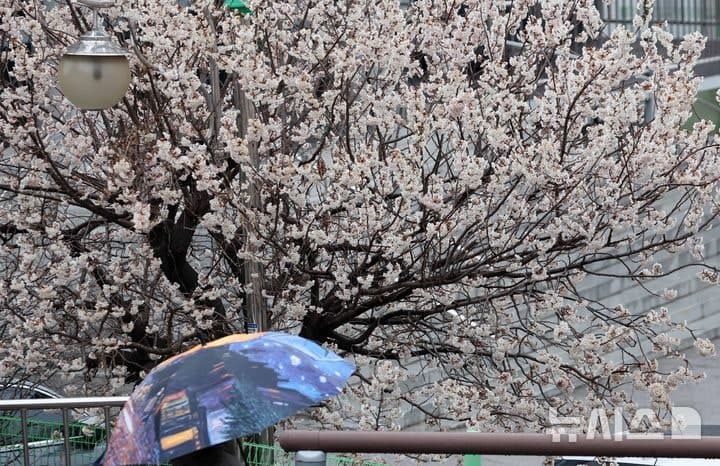 월요일 전국 '봄비' 낮 최고 19도 포근…오후 미세먼지 '나쁨'