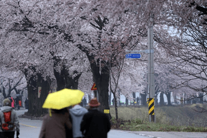 전국 봄비 후 기온 급강하, 안전 유의