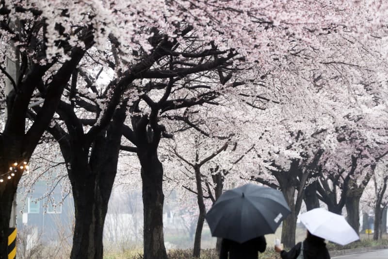 전국 흐린 일요일, 저녁부터 중부지방에 봄비…낮에 벚꽃 보러 다녀오세요
