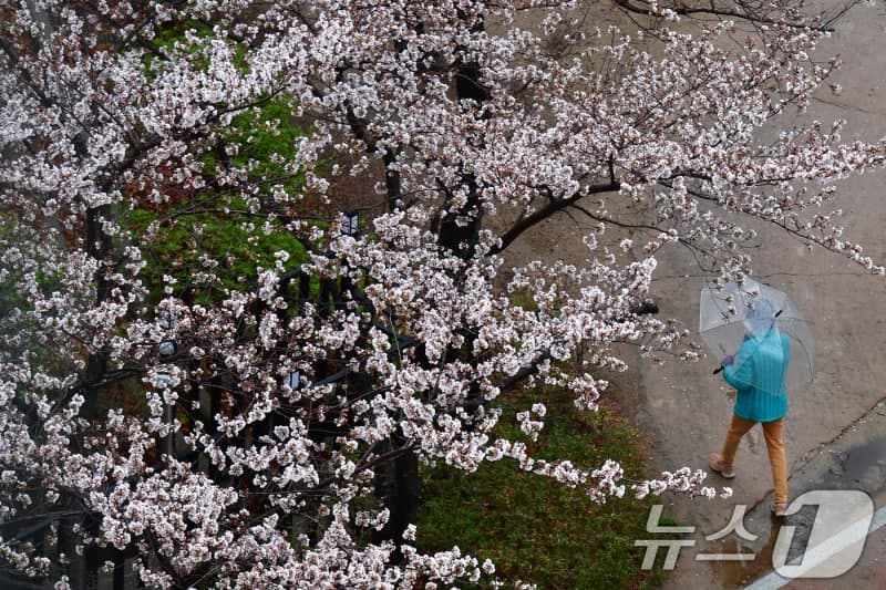 월요일 출근길 전국 '봄비'…낮 최고 19도 포근