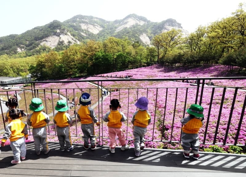 “벚꽃 다음은 철쭉” 노원구, 16일부터 26일까지 ‘불암산 철쭉제’ 개최