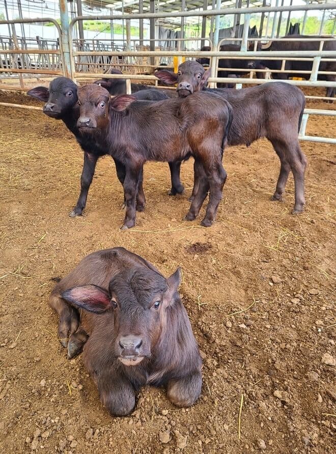 경기도, 국내 첫 '이탈리안 물소' 번식 성공…프리미엄 치즈 원료 국내 생산 길 열려
